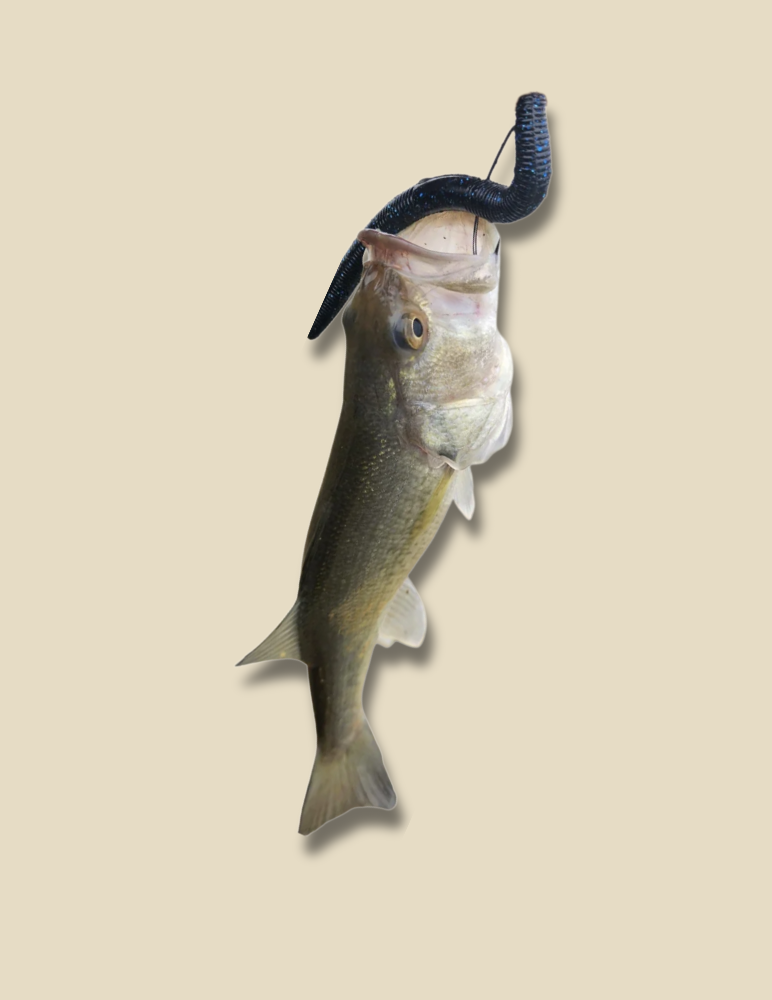 bass on texas rig senko
