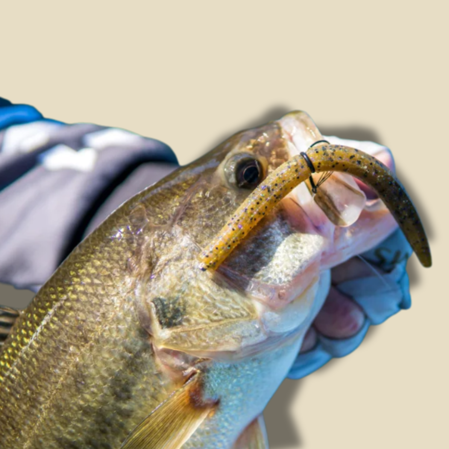 Senko baby bass1